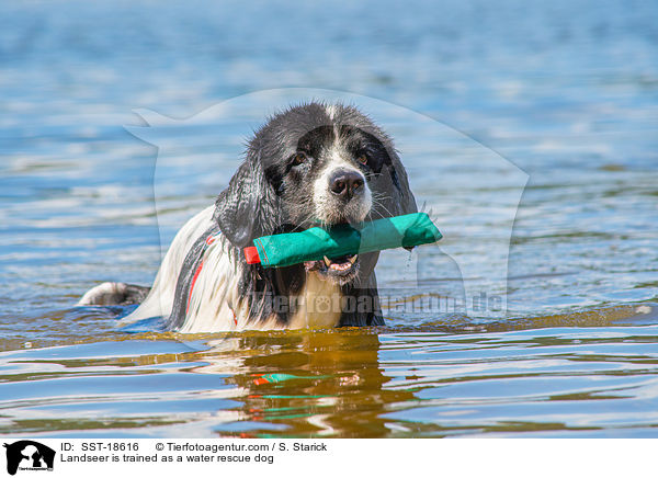 Landseer wird ausgebildet zum Wasserrettungshund / Landseer is trained as a water rescue dog / SST-18616