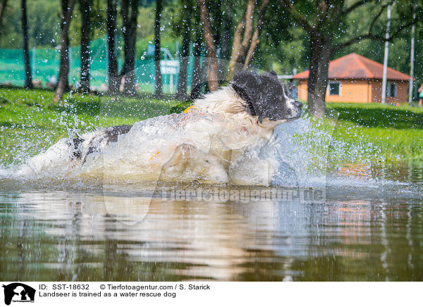 Landseer wird ausgebildet zum Wasserrettungshund / Landseer is trained as a water rescue dog / SST-18632