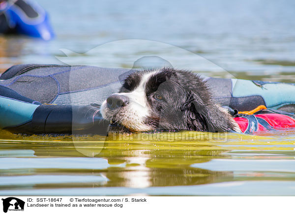 Landseer wird ausgebildet zum Wasserrettungshund / Landseer is trained as a water rescue dog / SST-18647