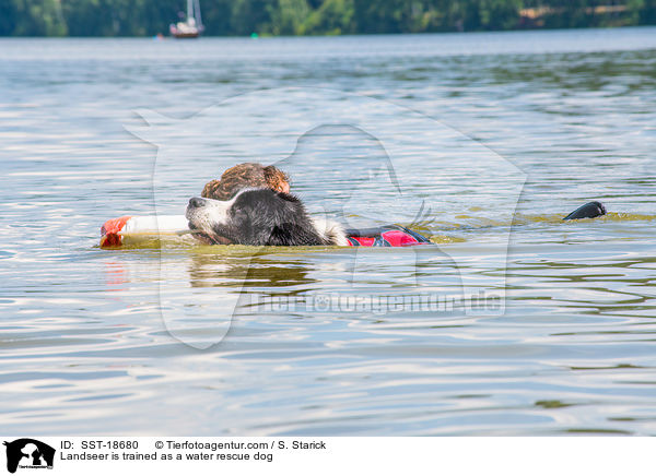 Landseer wird ausgebildet zum Wasserrettungshund / Landseer is trained as a water rescue dog / SST-18680