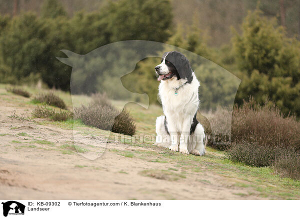 Landseer / Landseer / KB-09302