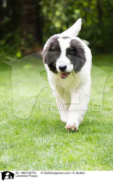 Landseer Welpe / Landseer Puppy / HBO-06743