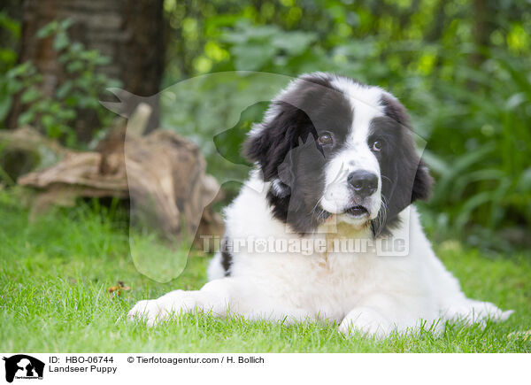 Landseer Puppy / HBO-06744