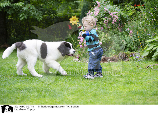 Landseer Puppy / HBO-06748