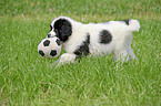 Landseer Puppy