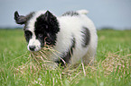 Landseer Puppy