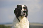 Landseer Portrait