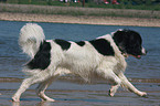 running Landseer