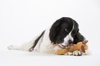 Landseer with toy