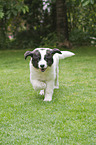 Landseer Puppy