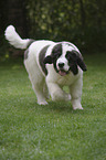 Landseer Puppy