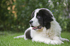 Landseer Puppy