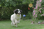 Landseer Puppy