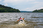 Landseer is trained as a water rescue dog