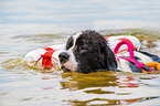 Landseer is trained as a water rescue dog