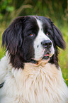 Landseer Portrait