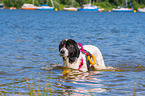 Landseer is trained as a water rescue dog