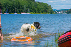 Landseer is trained as a water rescue dog