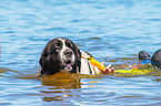 Landseer is trained as a water rescue dog