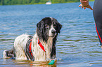 Landseer is trained as a water rescue dog