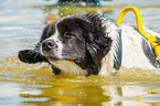 Landseer is trained as a water rescue dog