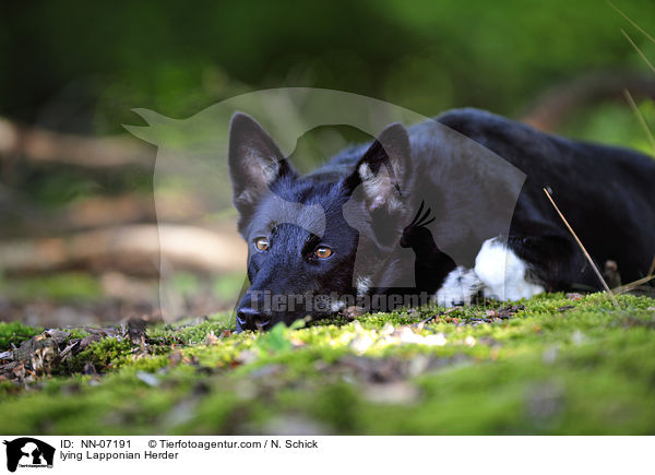 liegender Finnischer Lapplandhirtenhund / lying Lapponian Herder / NN-07191