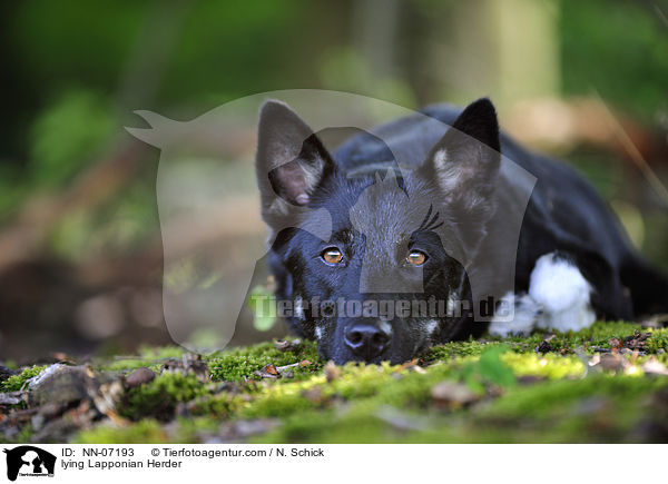 liegender Finnischer Lapplandhirtenhund / lying Lapponian Herder / NN-07193