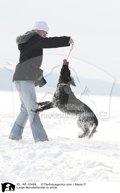 Groer Mnsterlnder im Schnee / Large Munsterlander in snow / AP-10488