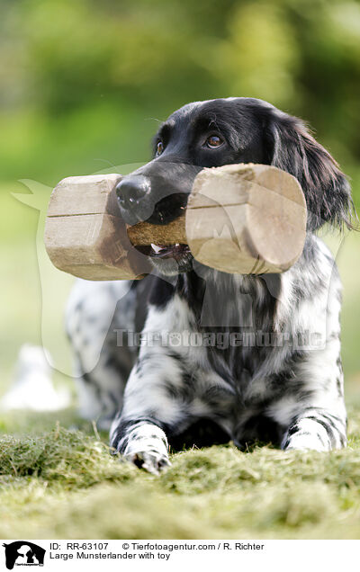 apportierender Groer Mnsterlnder / Large Munsterlander with toy / RR-63107