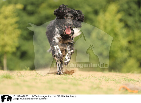 Groer Mnsterlnder im Sommer / Large Munsterlander in summer / KB-07853