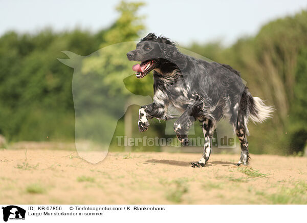 Large Munsterlander in summer / KB-07856