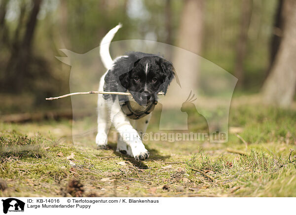 Groer Mnsterlnder Welpe / Large Munsterlander Puppy / KB-14016