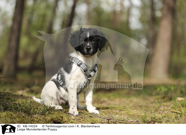 Groer Mnsterlnder Welpe / Large Munsterlander Puppy / KB-14024