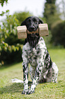 Large Munsterlander with toy