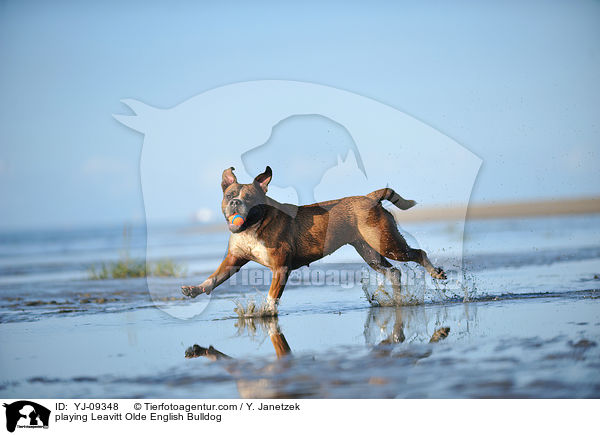 spielende Leavitt Olde English Bulldogge / playing Leavitt Olde English Bulldog / YJ-09348