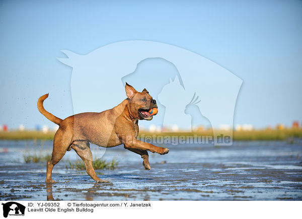 Leavitt Olde English Bulldogge / Leavitt Olde English Bulldog / YJ-09352