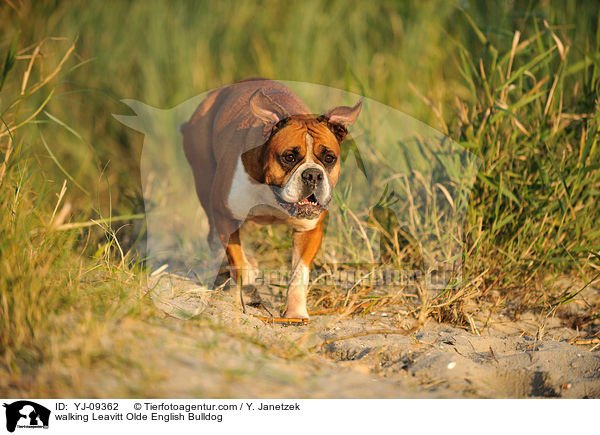 laufender Leavitt Olde English Bulldogge / walking Leavitt Olde English Bulldog / YJ-09362