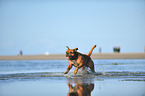 running Leavitt Olde English Bulldog