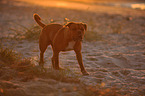 walking Leavitt Olde English Bulldog