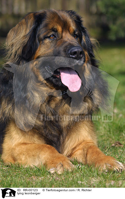 liegender Leonberger / lying leonberger / RR-00123