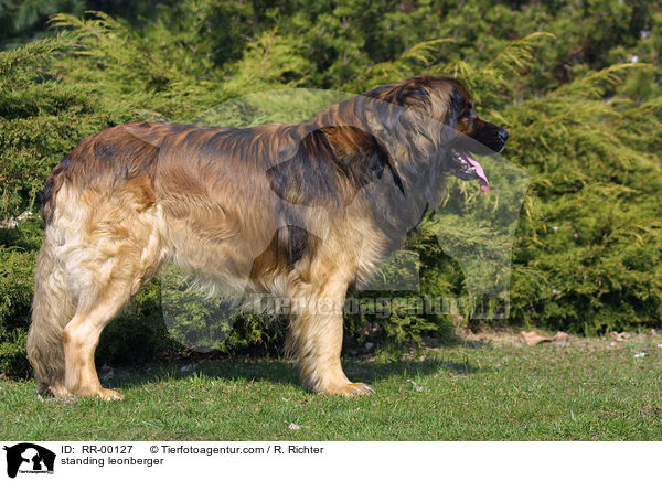 stehender Leonberger / standing leonberger / RR-00127