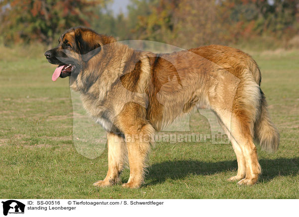 stehender Leonberger / standing Leonberger / SS-00516