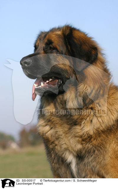 Leonberger Portrait / Leonberger Portrait / SS-00517