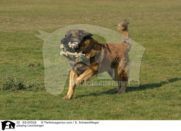 spielender Leonberger / playing Leonberger / SS-00528