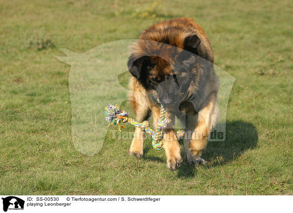 spielender Leonberger / playing Leonberger / SS-00530