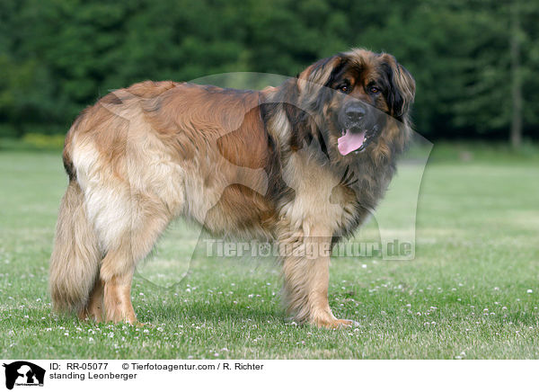 stehender / standing Leonberger / RR-05077