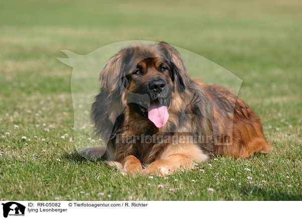 liegender / lying Leonberger / RR-05082