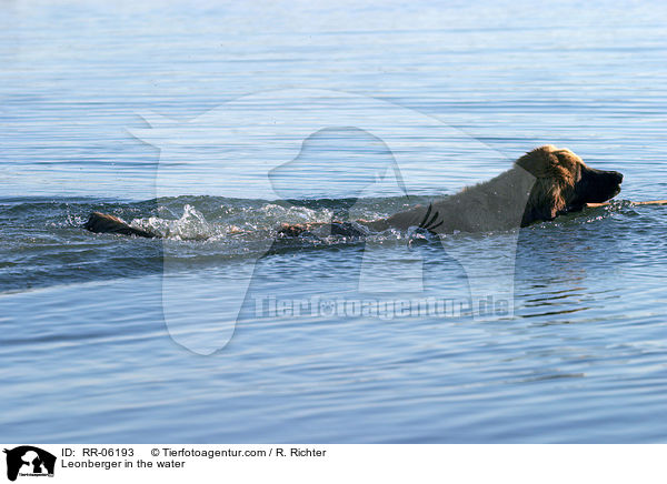 Leonberger Junghund im Wasser / Leonberger in the water / RR-06193