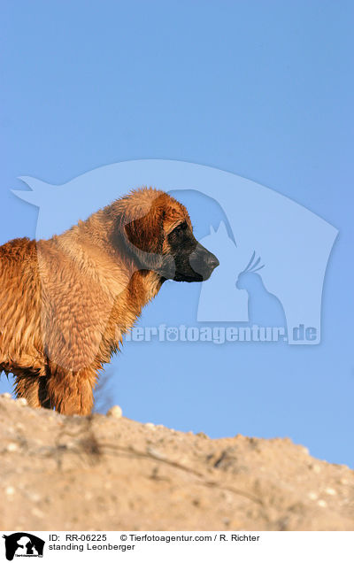 stehender / standing Leonberger / RR-06225