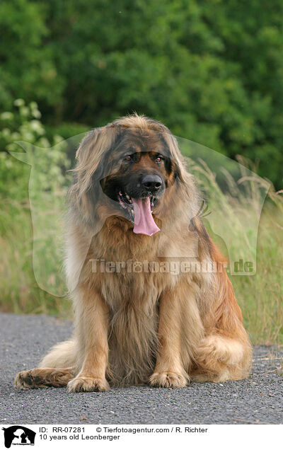 10 jhriger Leonberger / 10 years old Leonberger / RR-07281